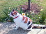 Dolly