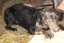 Balu