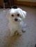 Fifi