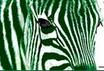 Zöld Zebra ivartalanítási akció és menhelysegítő vásár -2009. tavasz