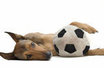 Jótékonysági Futballmeccs és Örökbefogadó nap az állatokért!