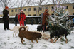 Kutyák karácsonya a Szolnoki Állatotthonban
